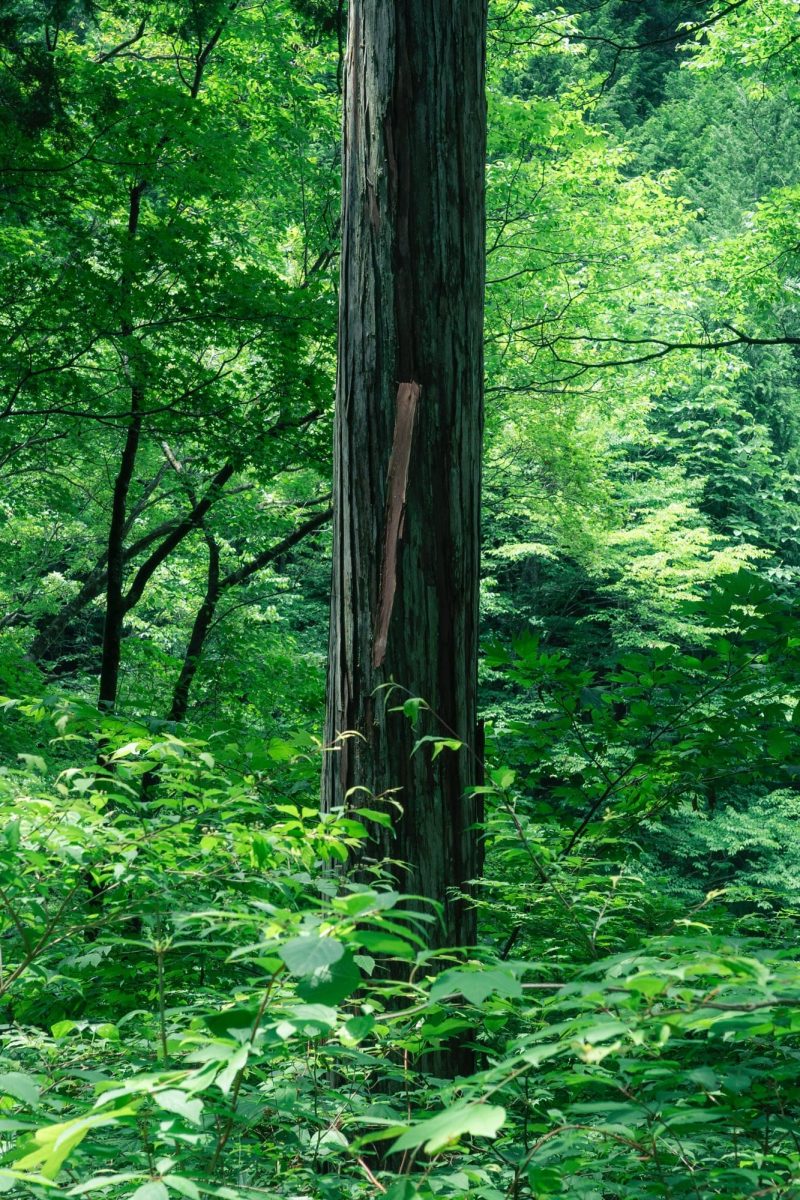 木曽の国有林で育った、樹齢80年以上のヒノキを使っています。（写真提供：株式会社勝野木材）
